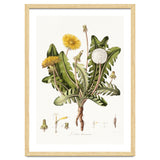 William Curtis – Dandelion (1777–1798) thumbnail