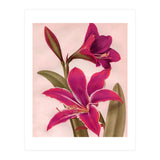 Vintage Floral (Print Only) thumbnail