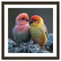 Pair Of Lovebirds Sitting On Rocks