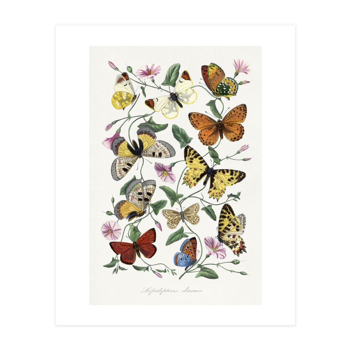 Paul Gervais – Butterfly and Moth Natural History Illustration (1842) (Print Only)
