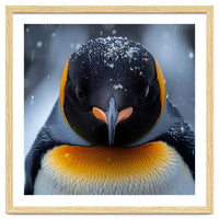 Close Up King Penguin In The Snow