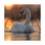 Majestic Swan Swimming At Sunrise Serene Water (Print Only) thumbnail