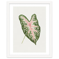 Caladium ‘Carolyn Whorton’ Leaf (Hand Drawn Illustration)