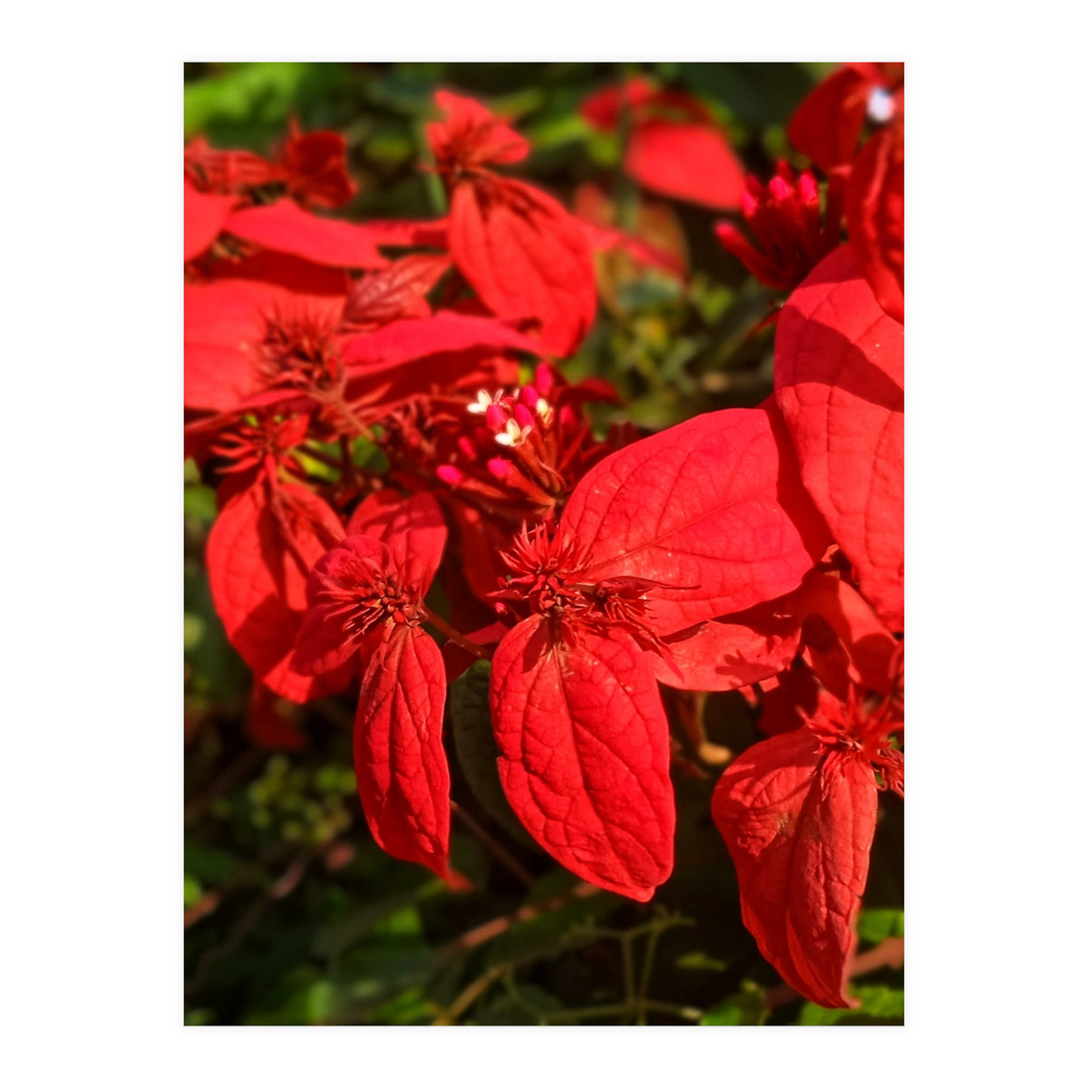 Red Quisqualls Plant Flowers (Print Only)