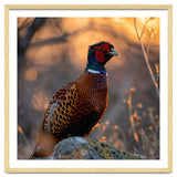 Pheasant Bird Standing On Rock Sunrise Light thumbnail