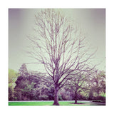 Tree Of Dreams (Print Only) thumbnail