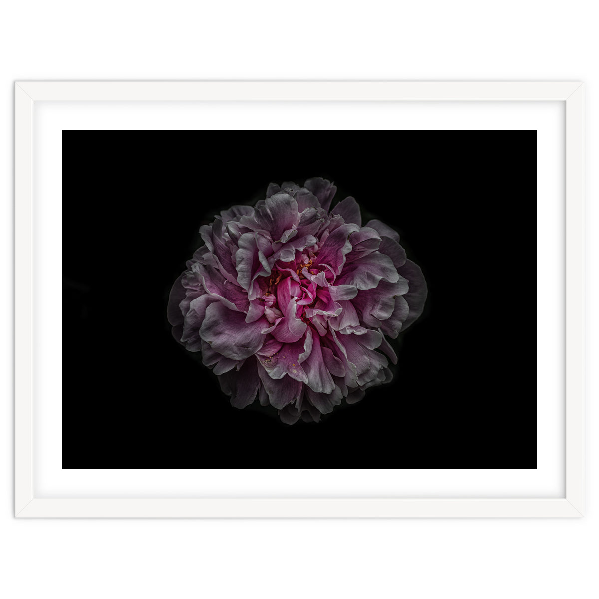 Backyard Flowers No 116 Color Version