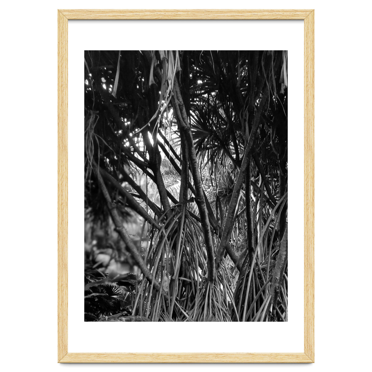 Black Tectorius Plant Art