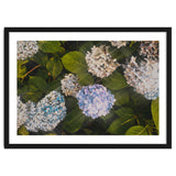 Hydrangeas | Landscape thumbnail