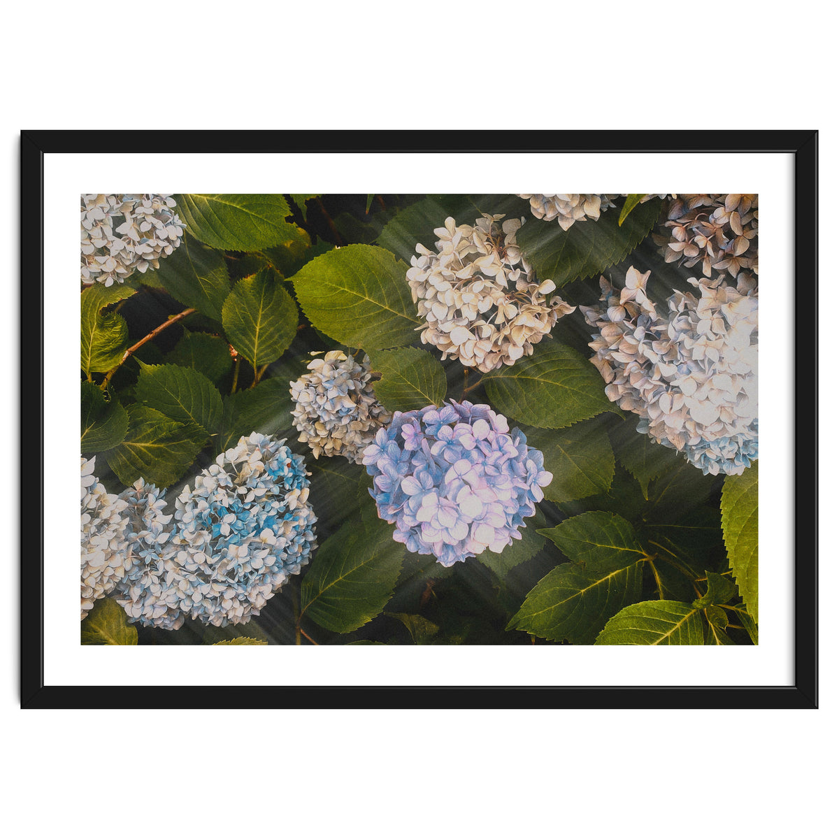 Hydrangeas | Landscape