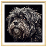 Old Dog 02 thumbnail