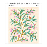 Australian Flora: Wax Flower (Print Only) thumbnail