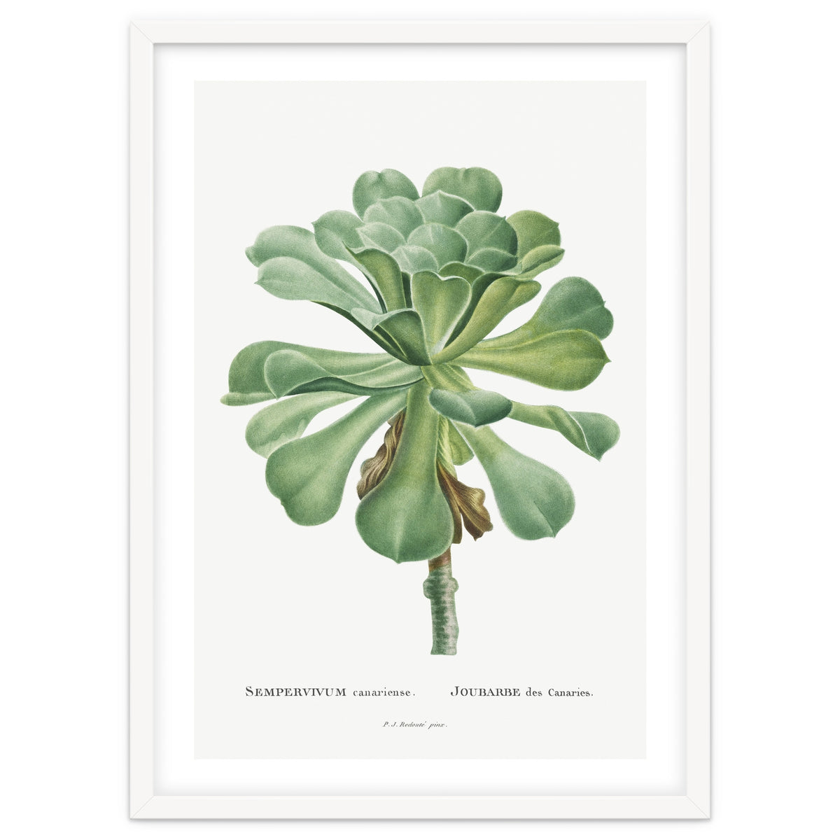Pierre-Joseph Redouté – Sempervivum Canariense (1799)