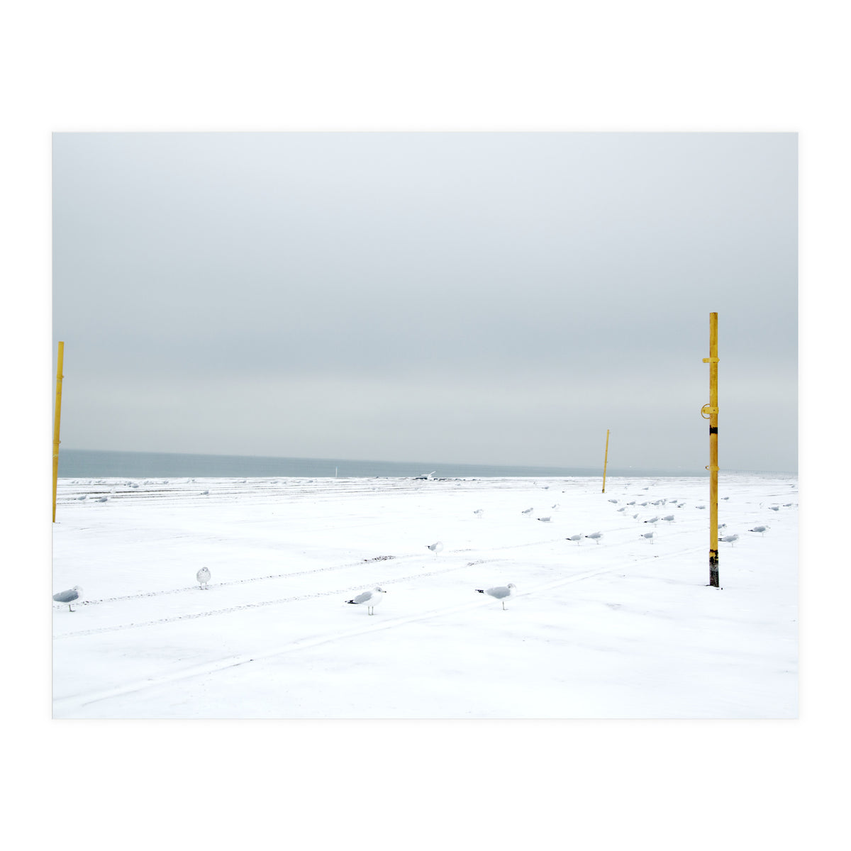 Seagulls in between the volleyball poles in winter snow beach (Print Only)