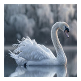 Majestic White Swan Gracefully Floating On Water (Print Only) thumbnail