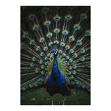 Peacock Portrait Photography (Print Only) thumbnail