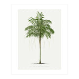 Oswald de Kerchove de Denterghem – Vintage Palm Tree Illustration (1878) (Print Only) thumbnail