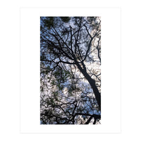 Tree from below  (Print Only)