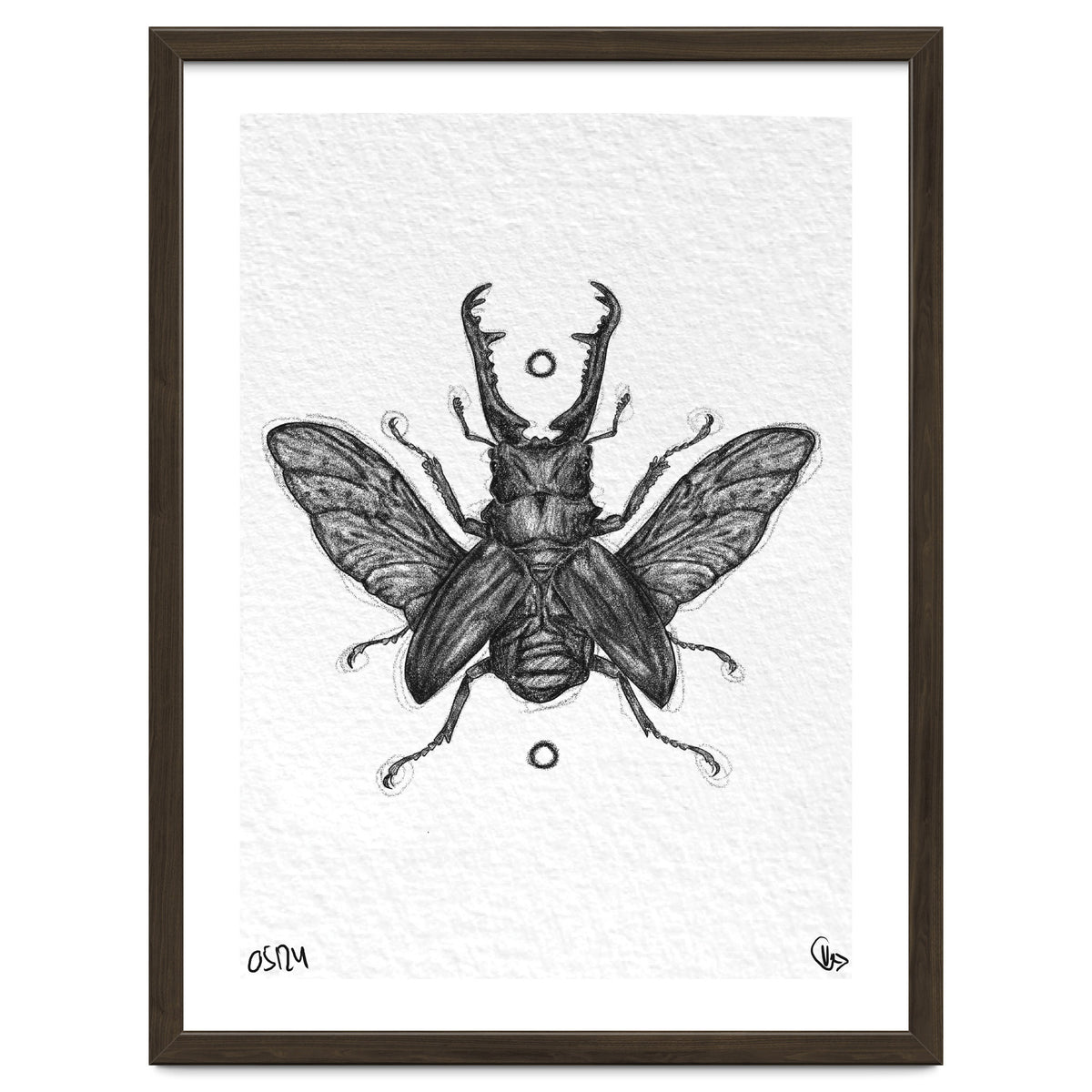 Giraffen Hirschkäfer