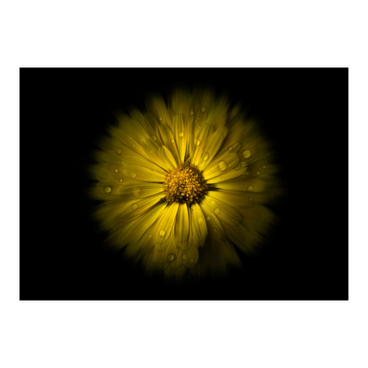 Backyard Flowers No 10 Color Flow Version (Print Only)