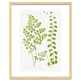 Edward Joseph Lowe – Adiantum Assimile and Adiantum Lunulatum (1856–1860) thumbnail
