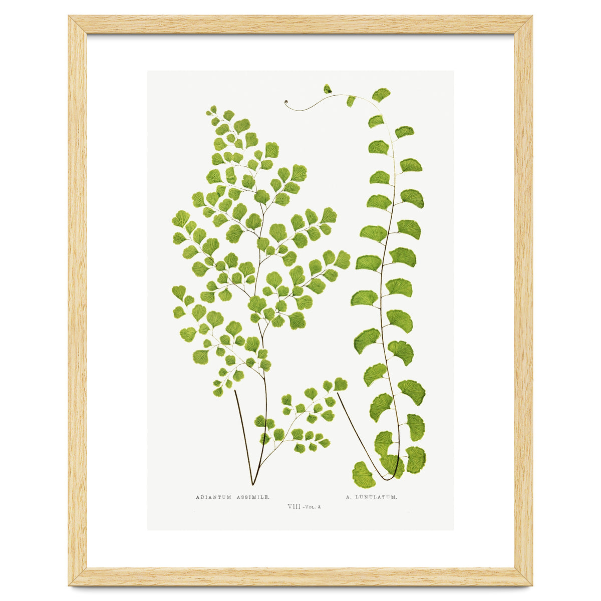 Edward Joseph Lowe – Adiantum Assimile and Adiantum Lunulatum (1856–1860)