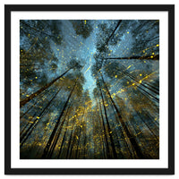 Enchanted Night Forest with Glowing Fireflies