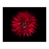 Backyard Flowers No 45 Color Flow Version (Print Only) thumbnail
