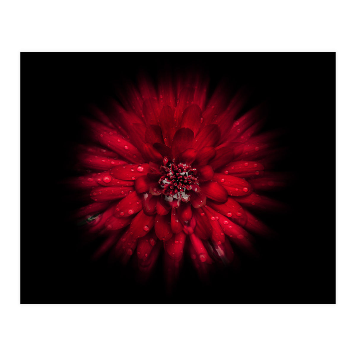 Backyard Flowers No 45 Color Flow Version (Print Only)