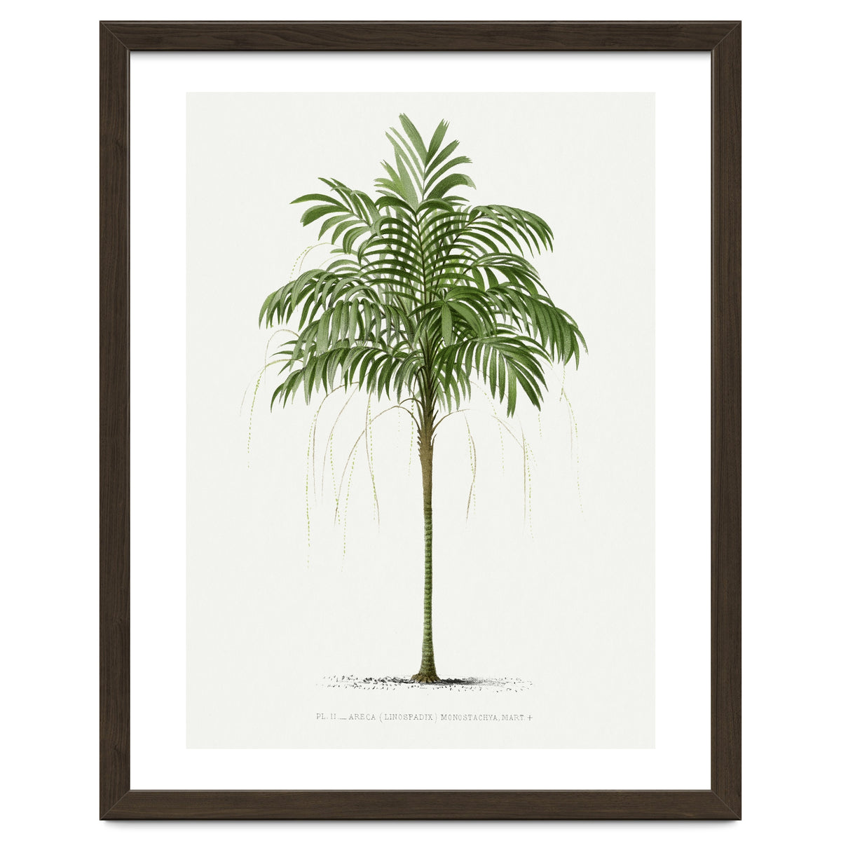 Oswald de Kerchove de Denterghem – Vintage Palm Tree Illustration (1878)