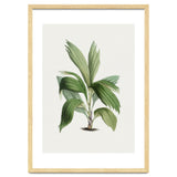 Areca Palm (Hand Drawn Botanical Illustration) thumbnail
