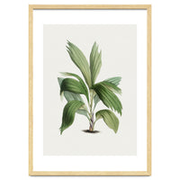 Areca Palm (Hand Drawn Botanical Illustration)