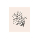 Acacia Botanical illustration (Print Only) thumbnail