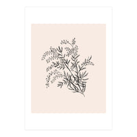 Acacia Botanical illustration (Print Only)