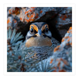 Close Up Falcon Eye Detail In Nest (Print Only) thumbnail