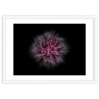 Backyard Flowers No 116 Color Flow Version