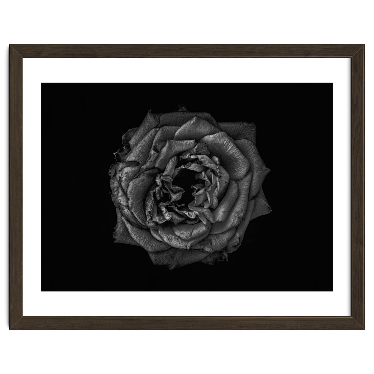 Backyard Flowers In Black And White No 110