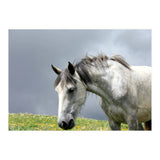 White Horse (Print Only) thumbnail