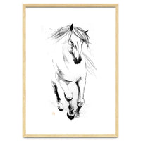 Runninh Ghorse In Water