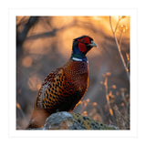 Pheasant Bird Standing On Rock Sunrise Light (Print Only) thumbnail