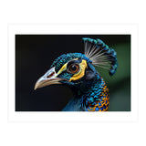 Close-up of a Peacock’s Head (Print Only) thumbnail