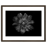 Backyard Flowers In Black And White 22 thumbnail