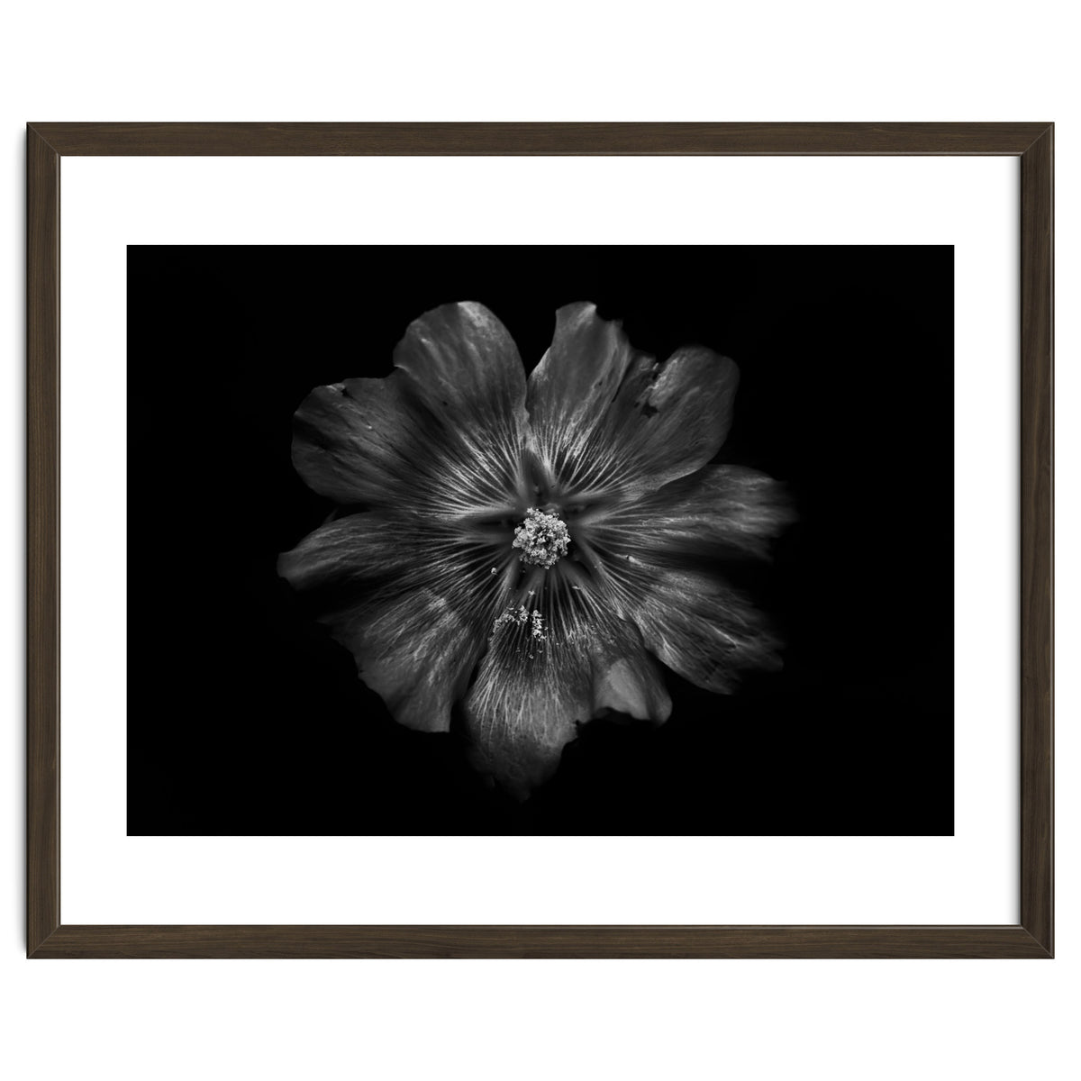 Backyard Flowers In Black And White 22