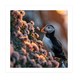 Puffin Bird On Rocks Near Pink Flowers At Sunset (Print Only) thumbnail