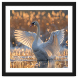 Swan Spreading Wings In Water Sunlight thumbnail