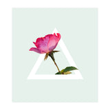 Rose (Print Only) thumbnail