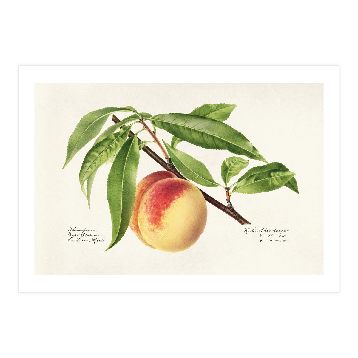 Royal Charles Steadman – Peach Twig (Prunus persica) (1918) (Print Only)