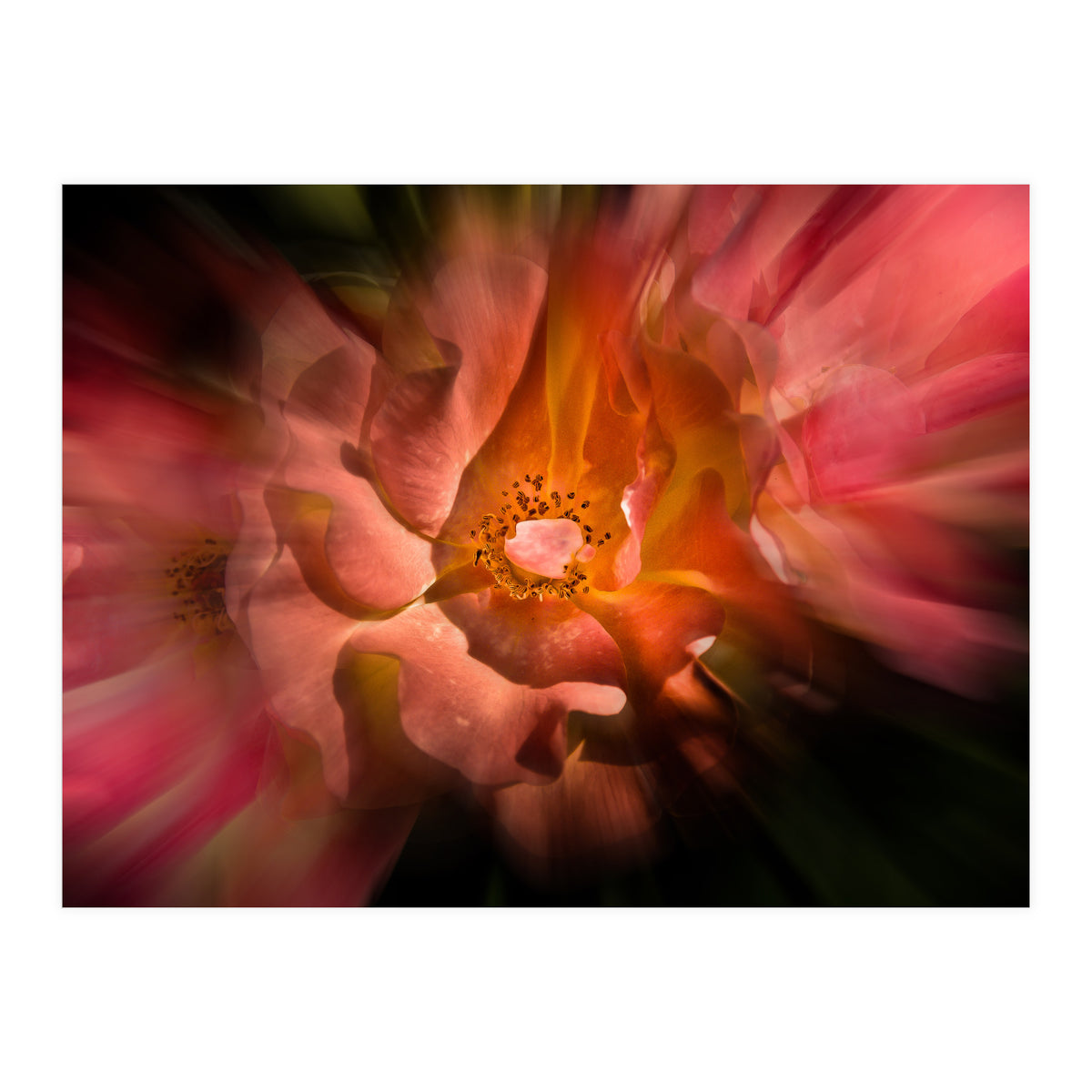 Backyard Flowers No 40 Color Flow Version (Print Only)