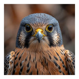 Close Up Kestrel Falcon Bird Portrait Majestic (Print Only) thumbnail