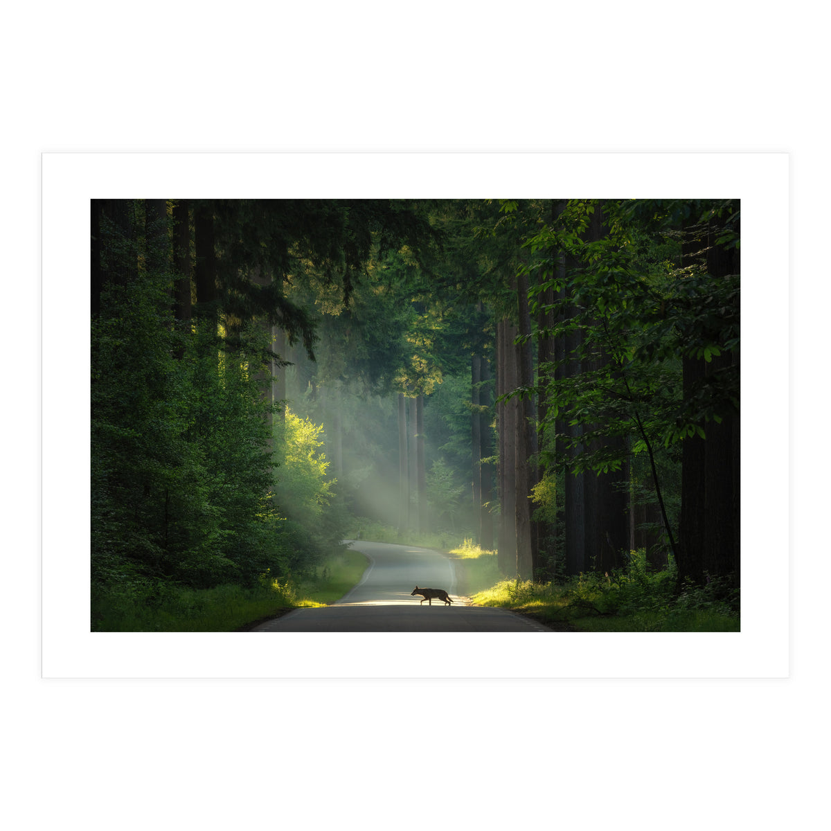 Wolf in the Netherlands (Print Only)